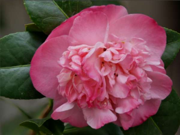 C.jap. Madame Martin Cachet