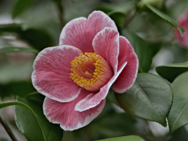 C.jap: Sanpei tsubaki