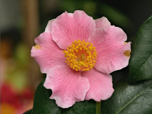 C.higo Shôwa_no_hikari