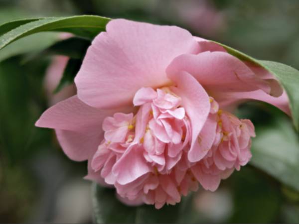 C.will. Toni Finley's Fragrant