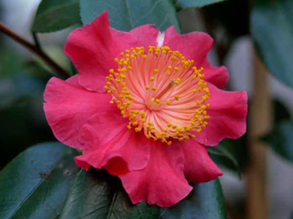 C.higo Asahi no minat