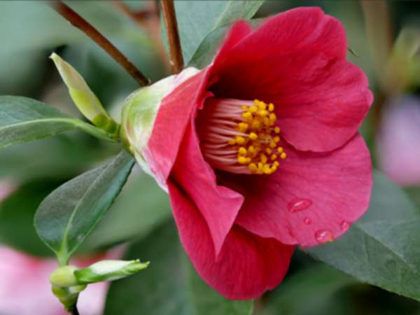 C.jap. murasaki-no-ue (Lady Purple)