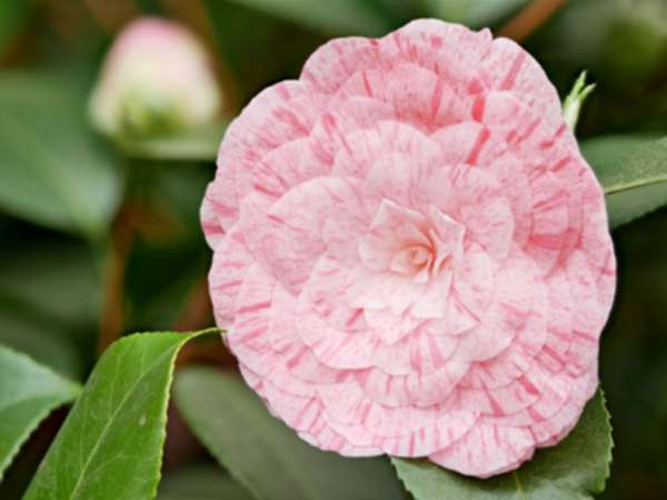 C.jap. William Bartlett